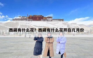西藏有什么花？西藏有什么花開在幾月份