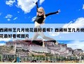 西藏林芝幾月桃花最好看呢？西藏林芝幾月桃花最好看呢圖片