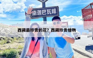 西藏最珍貴的花？西藏珍貴植物