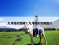 九月份的西藏？九月份的西藏圖片